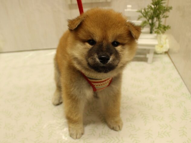 兵庫県の柴犬(標準サイズ) (アミーゴ加古川店/2024年7月11日生まれ/男の子/赤)の子犬