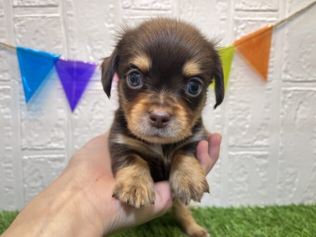 福島県のハーフ犬・ミックス犬 (アミーゴ郡山図景店/2024年7月9日生まれ/男の子/チョコレートタン)の子犬