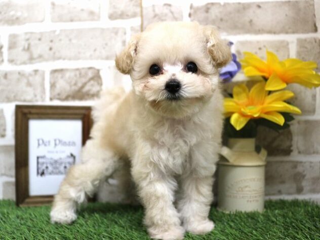 兵庫県のトイプードル(トイ) (アミーゴ神戸西店/2024年6月29日生まれ/女の子/ホワイト)の子犬