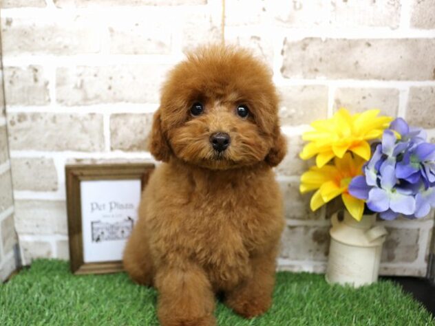 兵庫県のトイプードル(トイ) (アミーゴ神戸西店/2024年7月30日生まれ/女の子/レッド)の子犬