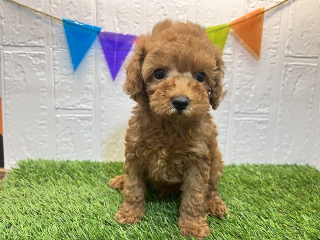 福島県のトイプードル(トイ) (アミーゴ郡山図景店/2024年7月2日生まれ/男の子/レッド)の子犬