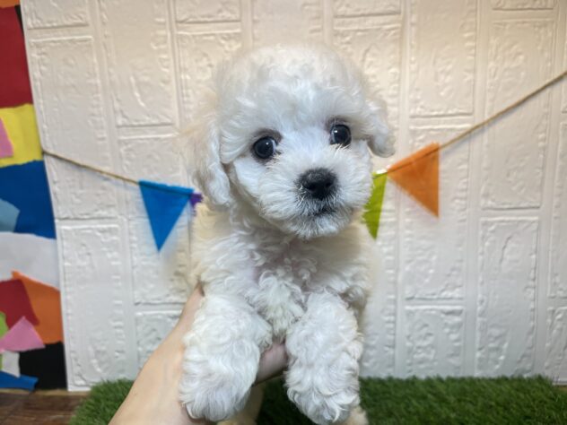 福島県のビションフリーゼ (アミーゴ郡山図景店/2024年6月30日生まれ/男の子/ホワイト)の子犬