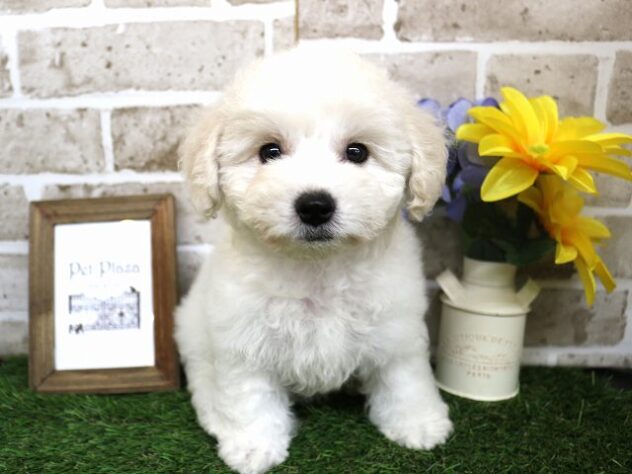 兵庫県のビションフリーゼ (アミーゴ神戸西店/2024年7月16日生まれ/女の子/ホワイト)の子犬