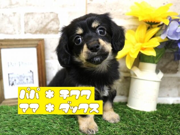 兵庫県のハーフ犬・ミックス犬 (アミーゴ神戸西店/2024年7月18日生まれ/女の子/ブラックタン)の子犬