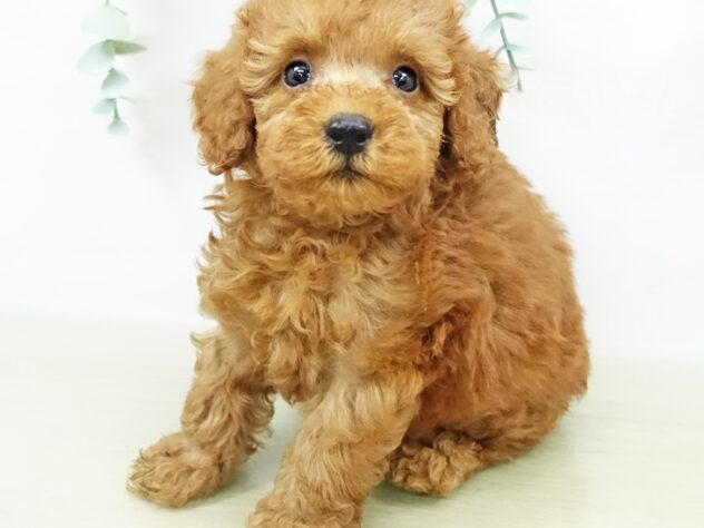 神奈川県のトイプードル(トイ) (アミーゴ藤沢店/2024年6月4日生まれ/男の子/レッド)の子犬