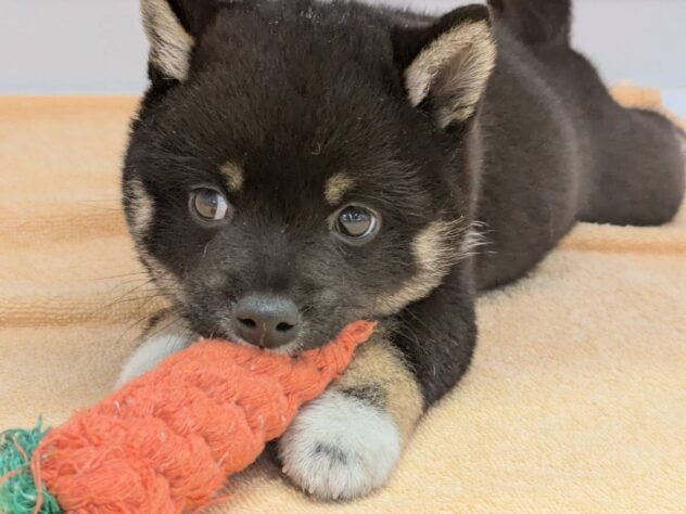 福島県のハーフ犬・ミックス犬 (アミーゴ福島南店/2024年8月25日生まれ/男の子/ブラックタン)の子犬