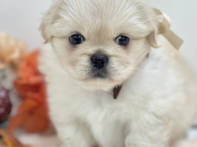 富山県のハーフ犬・ミックス犬 (アミーゴ高岡蓮花寺店/2024年8月6日生まれ/女の子/クリーム)の子犬