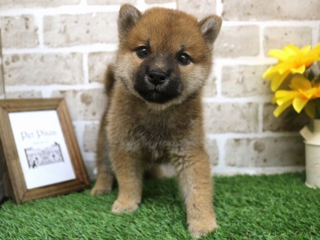 兵庫県の柴犬(標準サイズ) (アミーゴ神戸西店/2024年8月16日生まれ/男の子/赤)の子犬