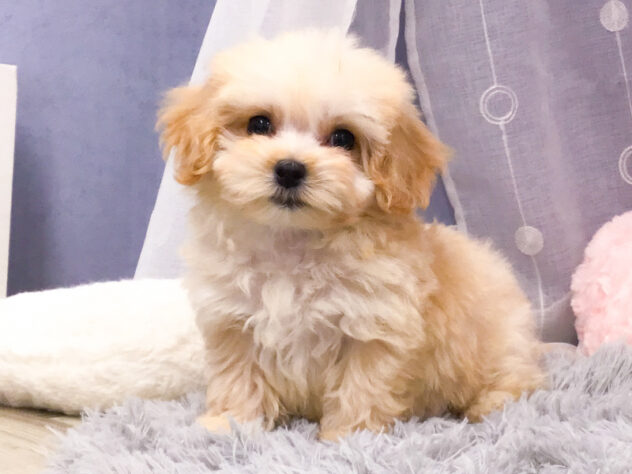 愛知県のハーフ犬・ミックス犬 (アミーゴ知立店/2024年8月6日生まれ/男の子/クリーム)の子犬