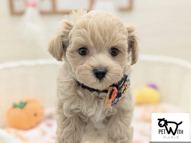 福島県のハーフ犬・ミックス犬 (アミーゴ会津若松店/2024年8月22日生まれ/男の子/クリーム)の子犬