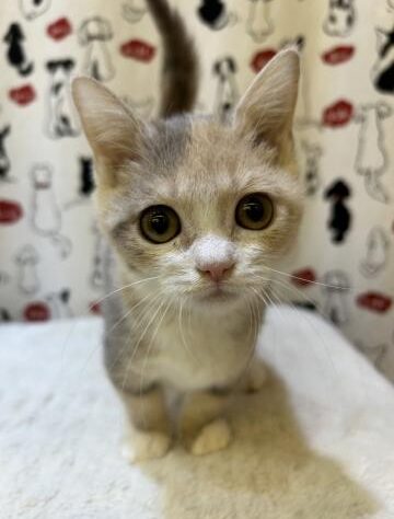 埼玉県のマンチカン (アミーゴ吹上店/2024年8月1日生まれ/女の子/ダイリュートキャリコ)の子猫