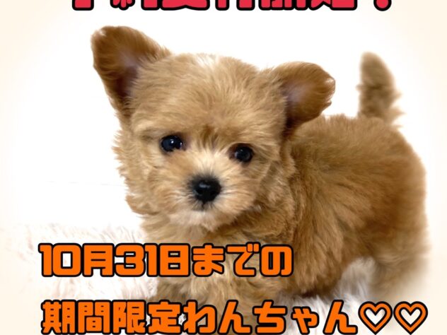 岡山県のハーフ犬・ミックス犬 (アミーゴ津山店/2024年9月5日生まれ/女の子/クリームホワイト)の子犬