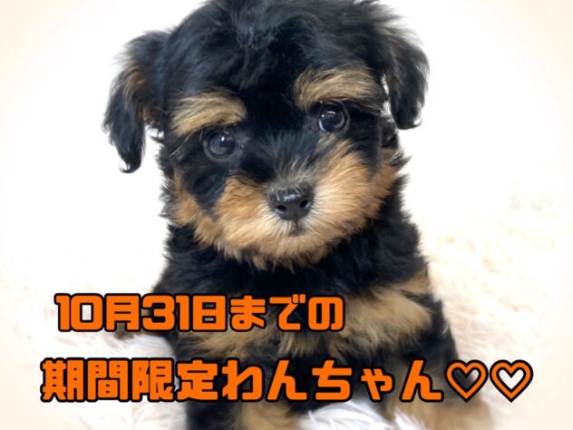 岡山県のハーフ犬・ミックス犬 (アミーゴ津山店/2024年9月5日生まれ/女の子/ブラックタン)の子犬