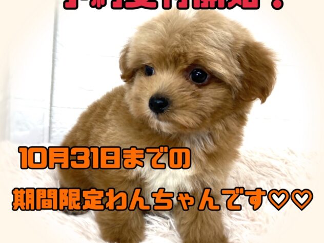 岡山県のハーフ犬・ミックス犬 (アミーゴ津山店/2024年9月5日生まれ/男の子/クリームホワイト)の子犬