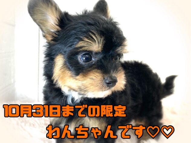 岡山県のハーフ犬・ミックス犬 (アミーゴ津山店/2024年9月5日生まれ/男の子/ブラックタン)の子犬