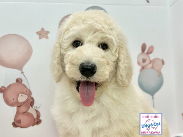 広島県のスタンダードプードル (アミーゴ温品店/2024年8月5日生まれ/女の子/ホワイト)の子犬