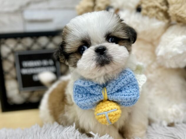 岡山県のハーフ犬・ミックス犬 (アミーゴ岡南店/2024年8月10日生まれ/男の子/ホワイトゴールド)の子犬