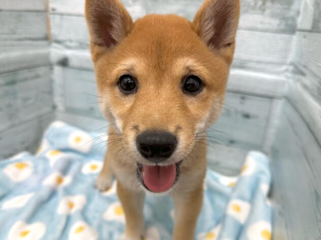 徳島県の豆柴 (アミーゴ北島店/2024年6月24日生まれ/男の子/赤)の子犬