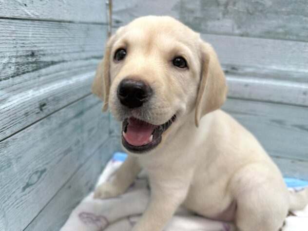 徳島県のラブラドールレトリーバー (アミーゴ北島店/2024年8月3日生まれ/男の子/イエロー)の子犬