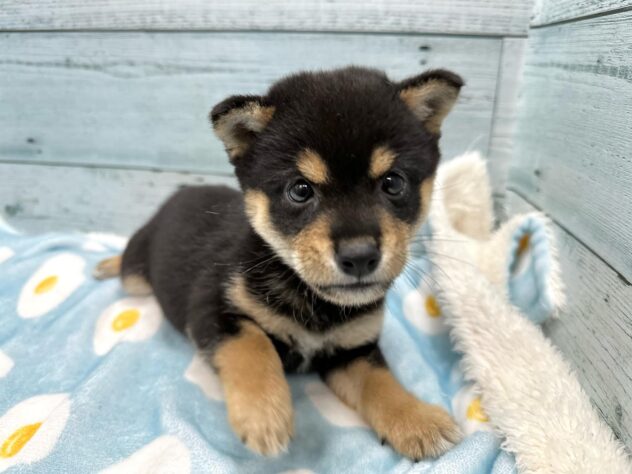 徳島県の豆柴 (アミーゴ北島店/2024年8月18日生まれ/男の子/黒)の子犬