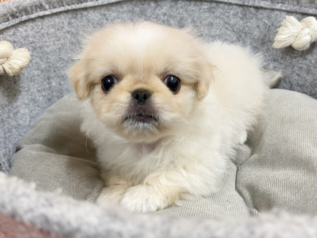 広島県のペキニーズ (アミーゴ西条店/2024年8月17日生まれ/男の子/クリーム)の子犬