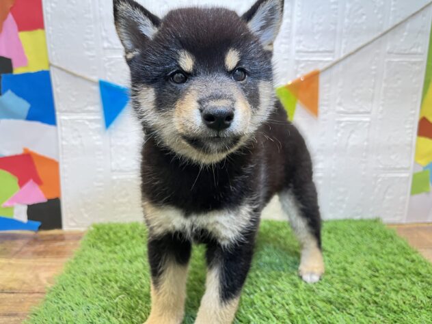 宮城県の柴犬(標準サイズ) (アミーゴ仙台富沢店/2024年8月10日生まれ/男の子/黒)の子犬