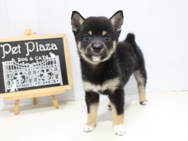 兵庫県の豆柴 (アミーゴつかしん店/2024年8月10日生まれ/女の子/黒)の子犬