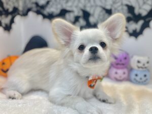 兵庫県のハーフ犬・ミックス犬 (アミーゴ姫路飾磨店/2024年5月20日生まれ/男の子/ホワイト)の子犬