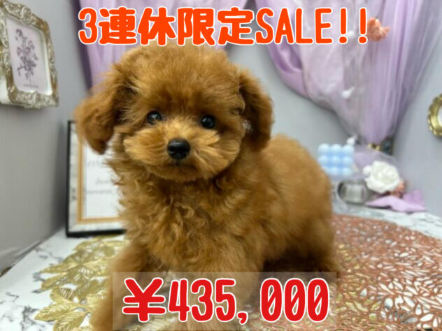 岡山県のトイプードル(トイ) (アミーゴ高屋店/2024年6月16日生まれ/男の子/レッドフォーン)の子犬