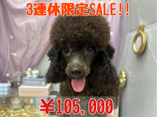 岡山県のトイプードル(トイ) (アミーゴ高屋店/2024年12月7日生まれ/女の子/ブラック)の子犬