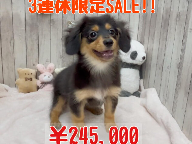 岡山県のハーフ犬・ミックス犬 (アミーゴ高屋店/2024年7月8日生まれ/男の子/ブラックタン)の子犬