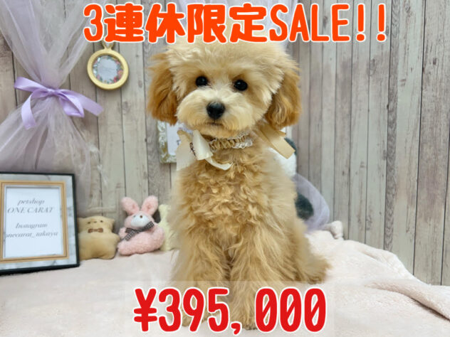 岡山県のトイプードル(トイ) (アミーゴ高屋店/2024年5月7日生まれ/女の子/オレンジフォーン)の子犬