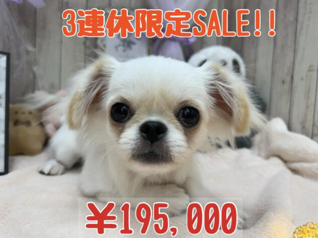 岡山県のハーフ犬・ミックス犬 (アミーゴ高屋店/2024年5月20日生まれ/男の子/ホワイト)の子犬