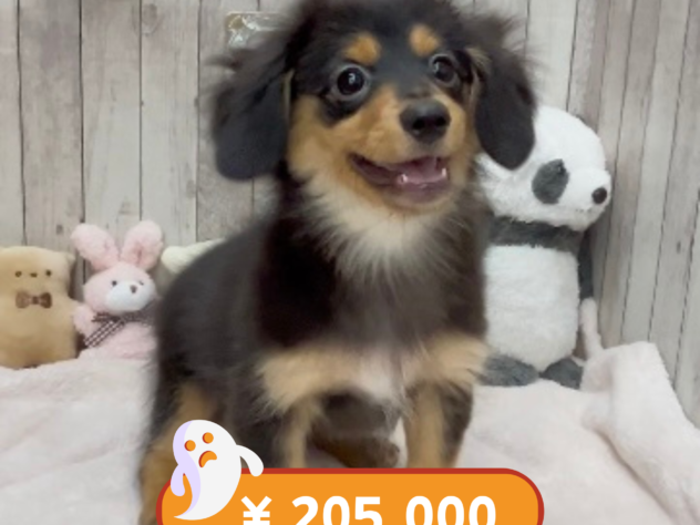 岡山県のハーフ犬・ミックス犬 (アミーゴ高屋店/2024年7月8日生まれ/男の子/ブラックタン)の子犬