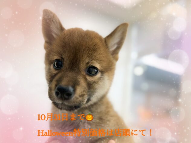 岡山県の柴犬(標準サイズ) (アミーゴ中庄店/2024年8月18日生まれ/女の子/赤)の子犬