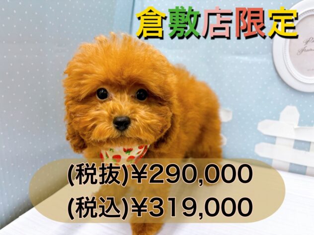 岡山県のトイプードル(トイ) (アミーゴ倉敷店/2024年6月3日生まれ/女の子/レッド)の子犬