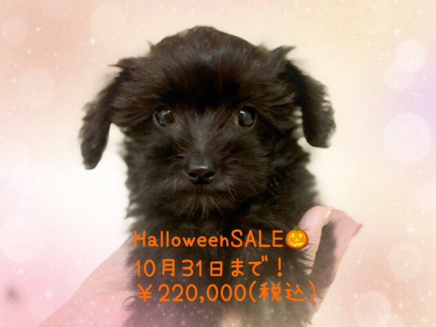 岡山県のハーフ犬・ミックス犬 (アミーゴ中庄店/2024年8月24日生まれ/女の子/ブラック)の子犬