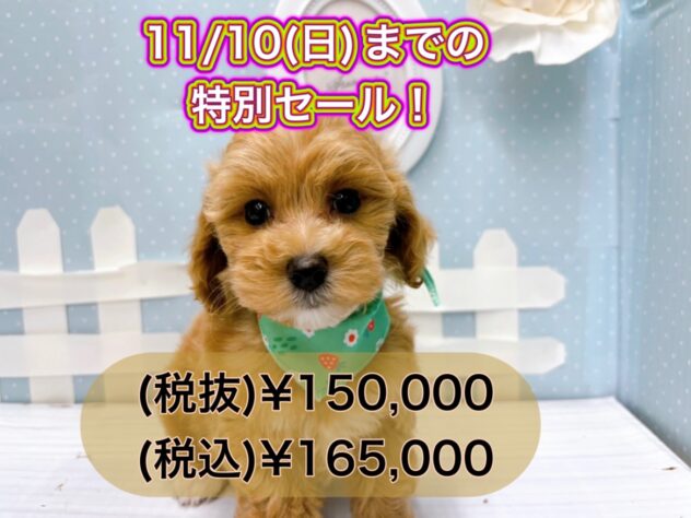 岡山県のハーフ犬・ミックス犬 (アミーゴ倉敷店/2024年8月21日生まれ/男の子/アプリコット)の子犬