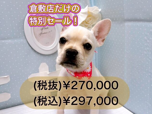 岡山県のフレンチブルドッグ (アミーゴ倉敷店/2024年6月29日生まれ/女の子/クリーム)の子犬