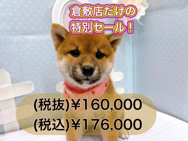 岡山県の柴犬(標準サイズ) (アミーゴ倉敷店/2024年8月6日生まれ/女の子/赤)の子犬