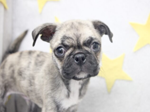 愛媛県のハーフ犬・ミックス犬 (アミーゴ新居浜店/2024年8月25日生まれ/男の子/その他の毛色)の子犬