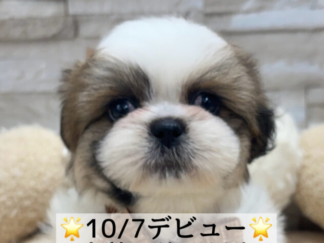 岡山県のハーフ犬・ミックス犬 (アミーゴ岡南店/2024年8月10日生まれ/女の子/ホワイトゴールド)の子犬