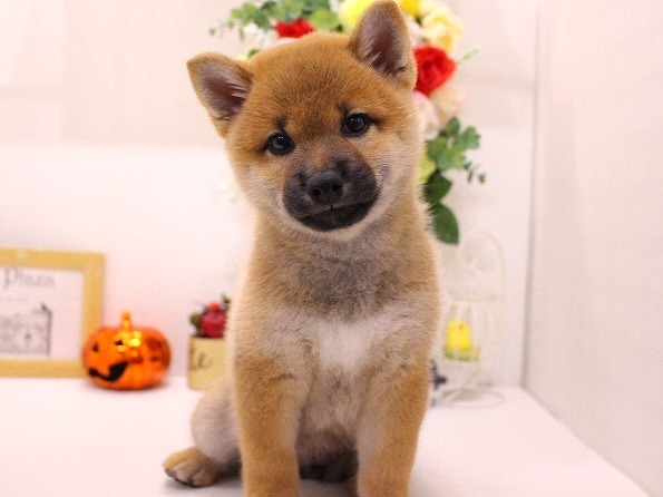 兵庫県の柴犬(標準サイズ) (アミーゴ三田店/2024年8月9日生まれ/女の子/赤)の子犬