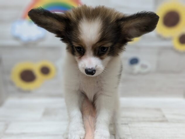 岩手県のパピヨン (アミーゴ一関店/2024年6月24日生まれ/男の子/ホワイトブラウン)の子犬