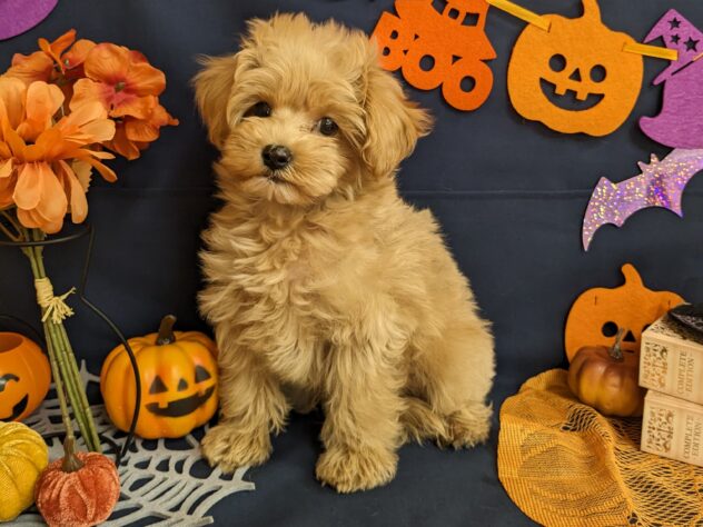 宮城県のハーフ犬・ミックス犬 (アミーゴ古川駅前店/2024年8月17日生まれ/男の子/クリーム)の子犬