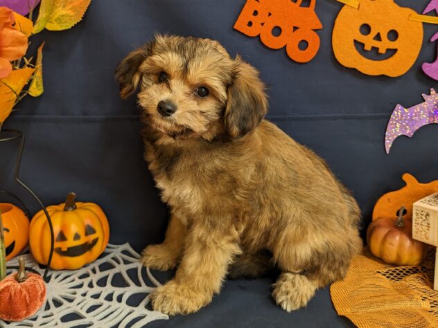 宮城県のハーフ犬・ミックス犬 (アミーゴ古川駅前店/2024年8月13日生まれ/女の子/茶)の子犬