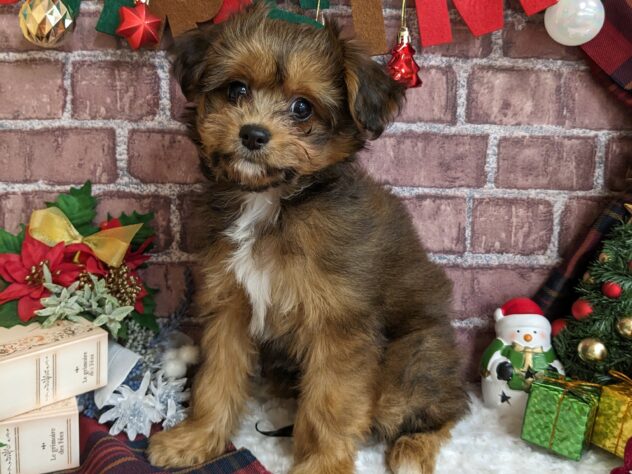 宮城県のハーフ犬・ミックス犬 (アミーゴ古川駅前店/2024年8月13日生まれ/女の子/茶)の子犬