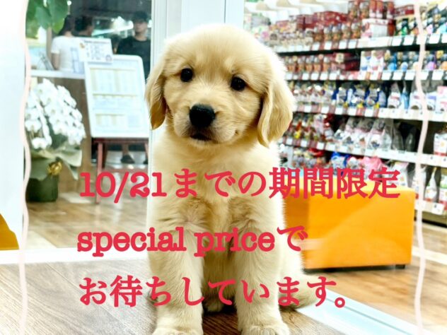 岡山県のゴールデンレトリバー (アミーゴ水島店/2024年8月7日生まれ/女の子/ゴールド)の子犬