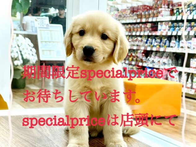 岡山県のゴールデンレトリバー (アミーゴ水島店/2024年8月7日生まれ/女の子/ゴールド)の子犬