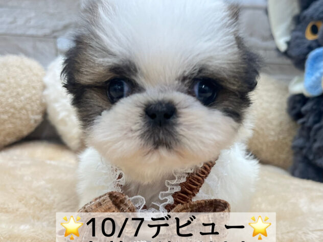 岡山県のハーフ犬・ミックス犬 (アミーゴ岡南店/2024年8月10日生まれ/男の子/ホワイトゴールド)の子犬